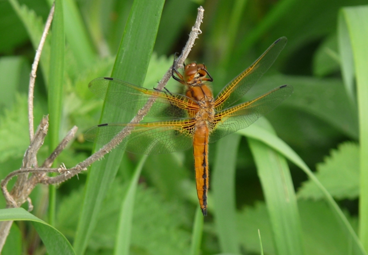 maschio immaturo di Libellula fulva